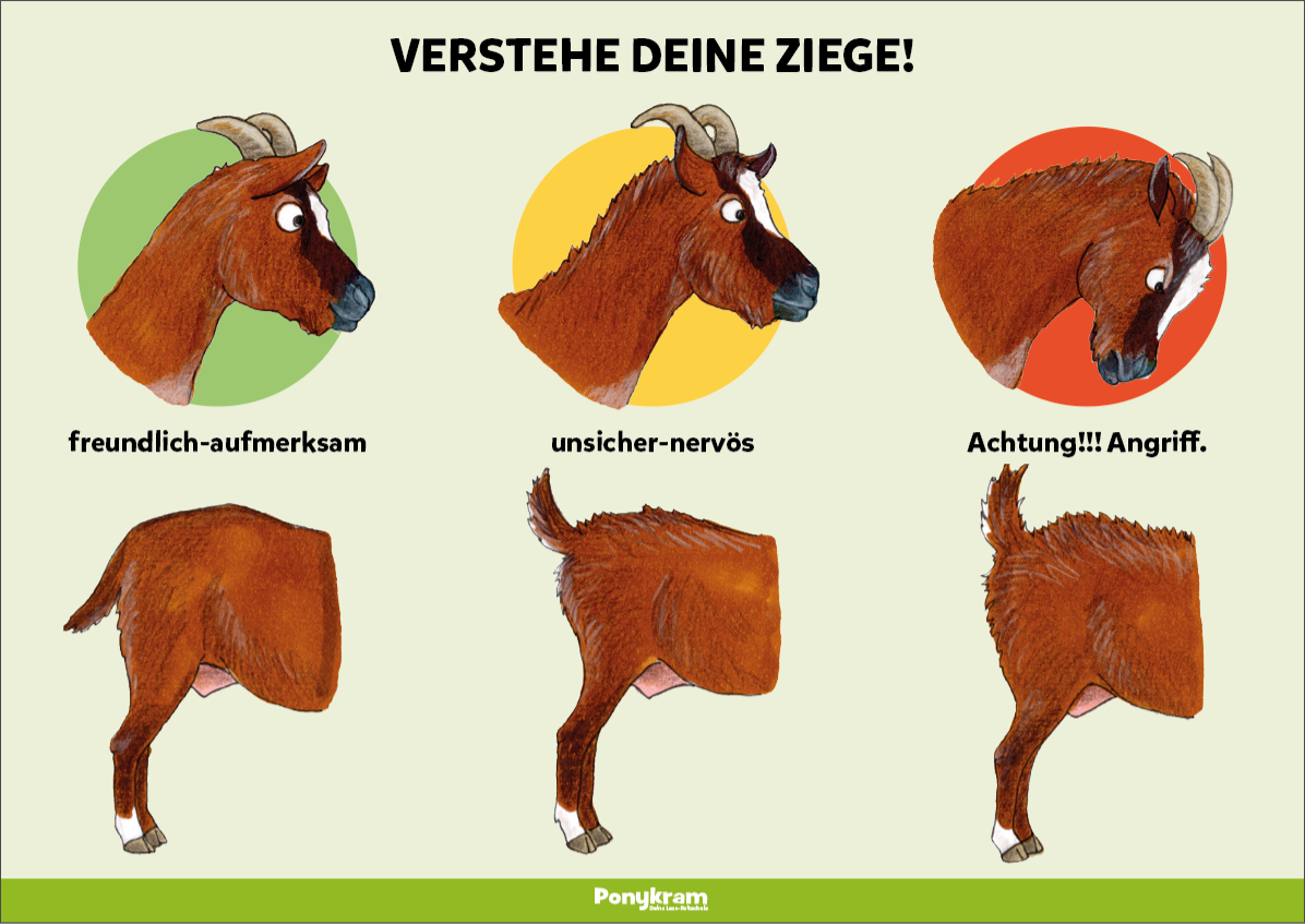 Verstehe deine Ziege