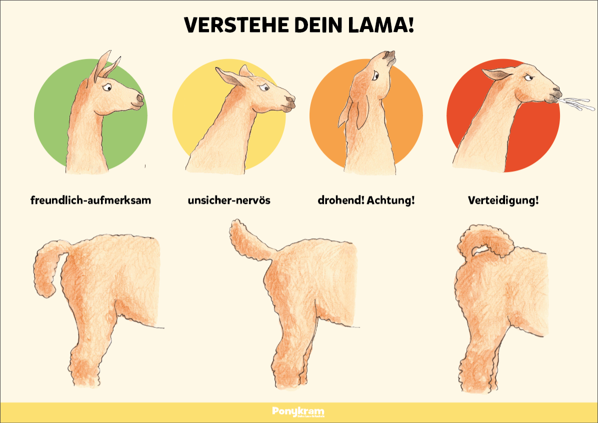 Lernset: Verstehe dein Lama