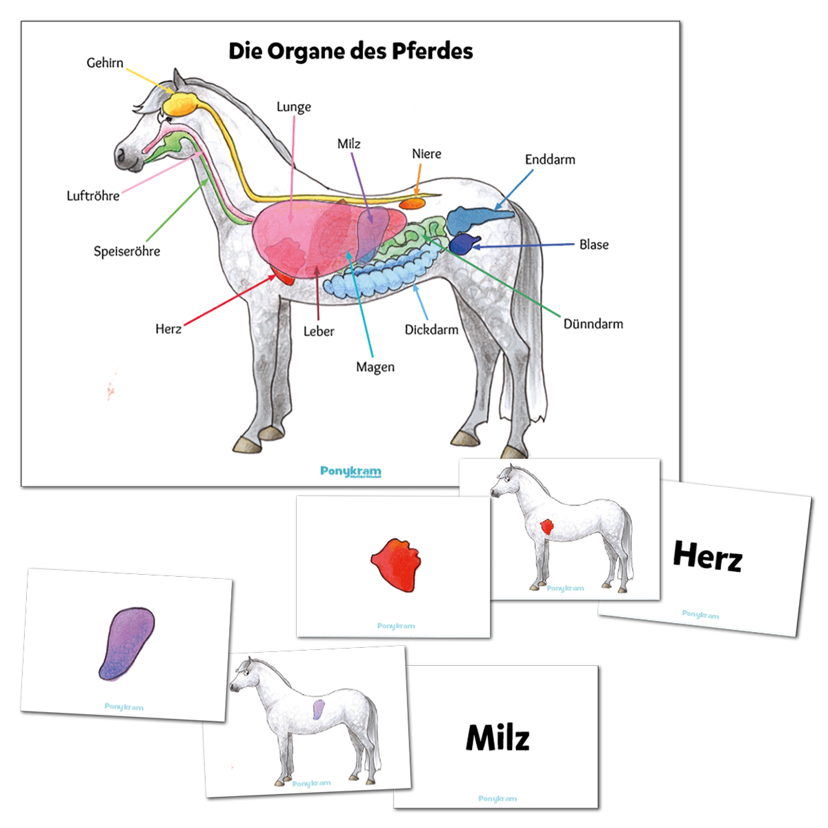 Zuordnungsspiel: Die Organe des Pferdes
