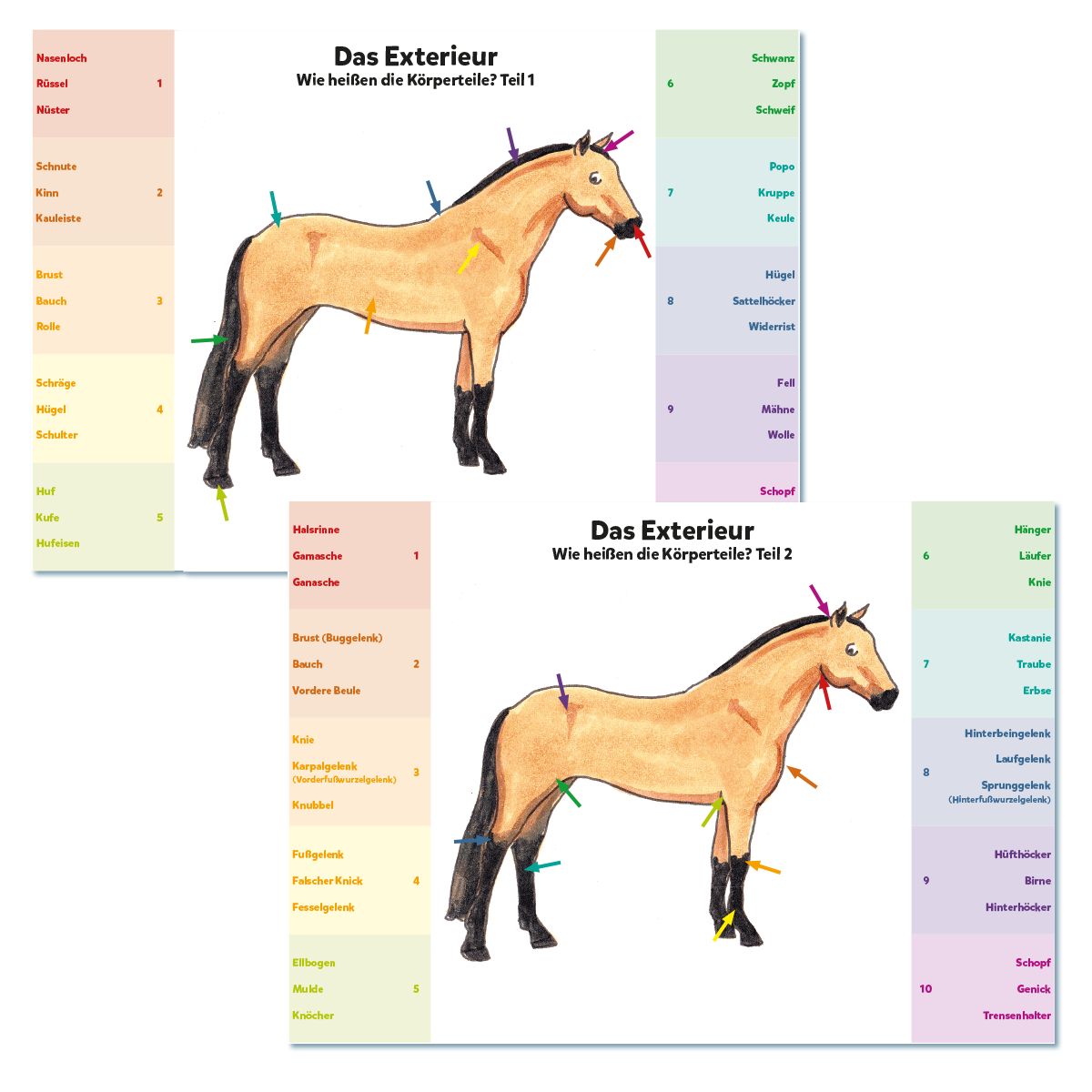 Klippkarten: Körperteile / Exterieur